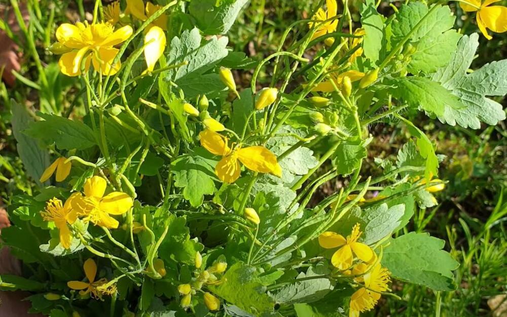 Rusa, Biljka, Trava, Cveće