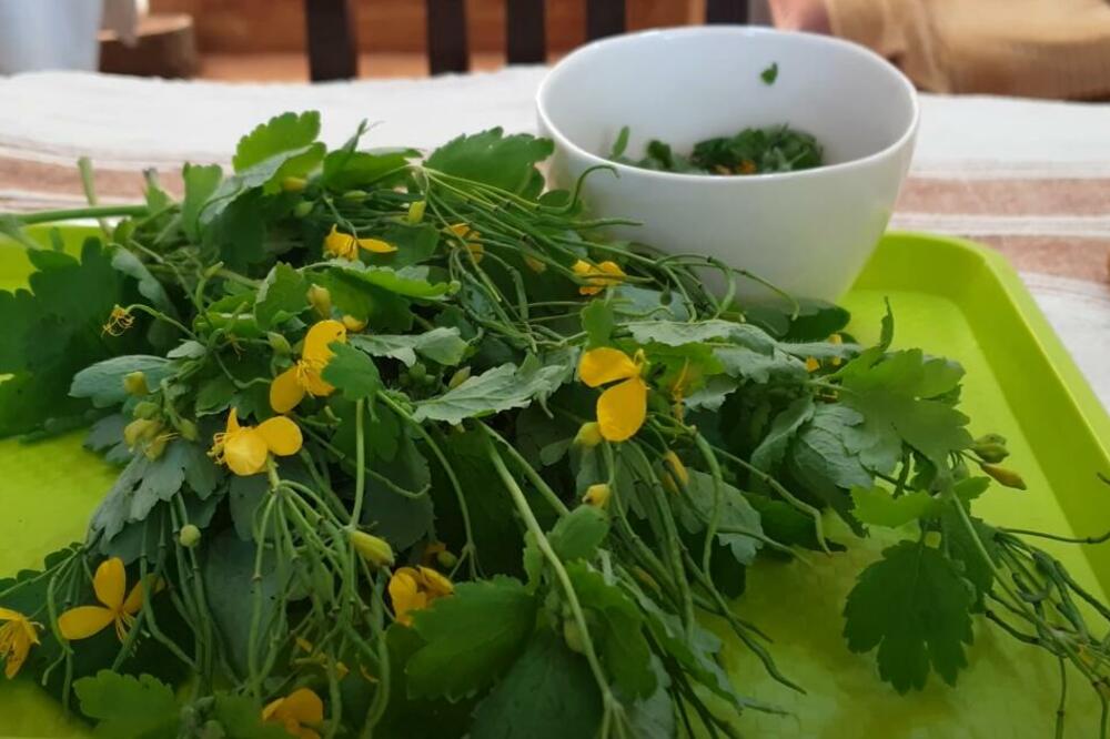 CVEĆARI OTKRILI SREDSTVO ZA BUJANJE BILJAKA: Te sastojke već IMATE U KUĆI, napravite ga sami