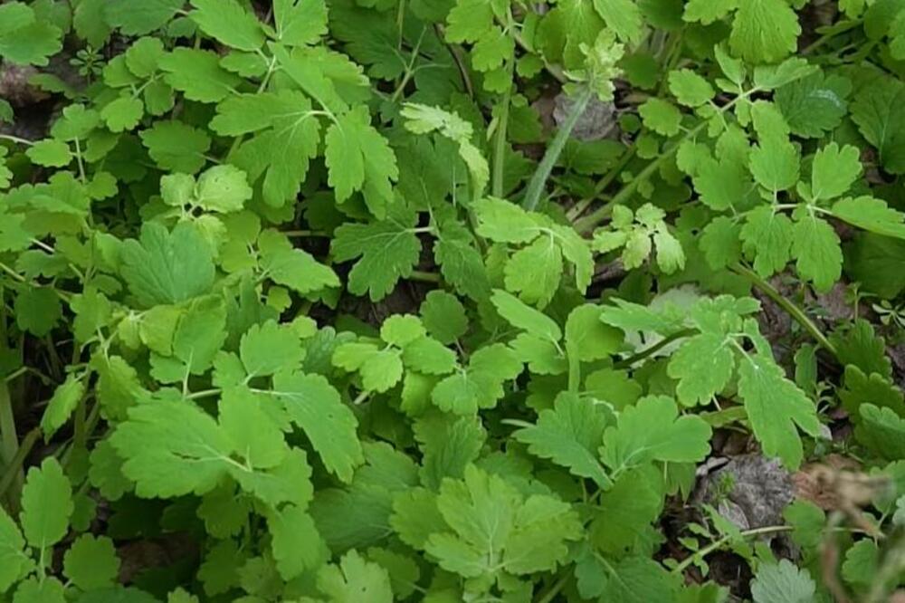 PELCER OVE BILJKE OBAVEZNO DELITE SVIMA: Veruje se da što ga više POKLANJATE sreća dolazi SVE BRŽE