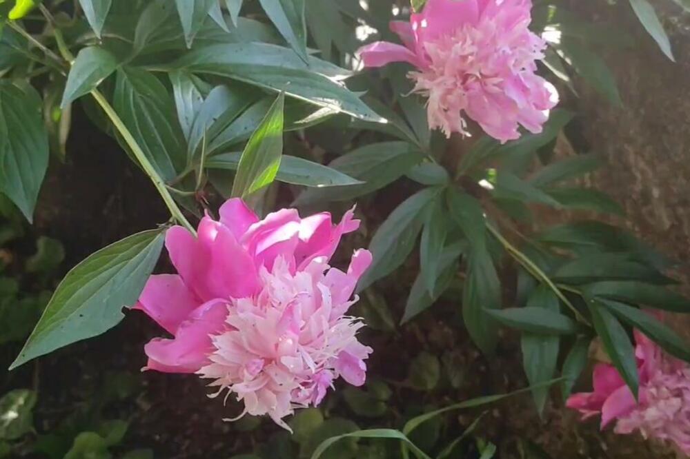 SIPAJTE 1 RASTVOR PREKO VAŠIH BILJKI I ONE ĆE RASTI KAO LUDE: Potrebna su samo 3 SASTOJKA, odmah će se OPORAVITI