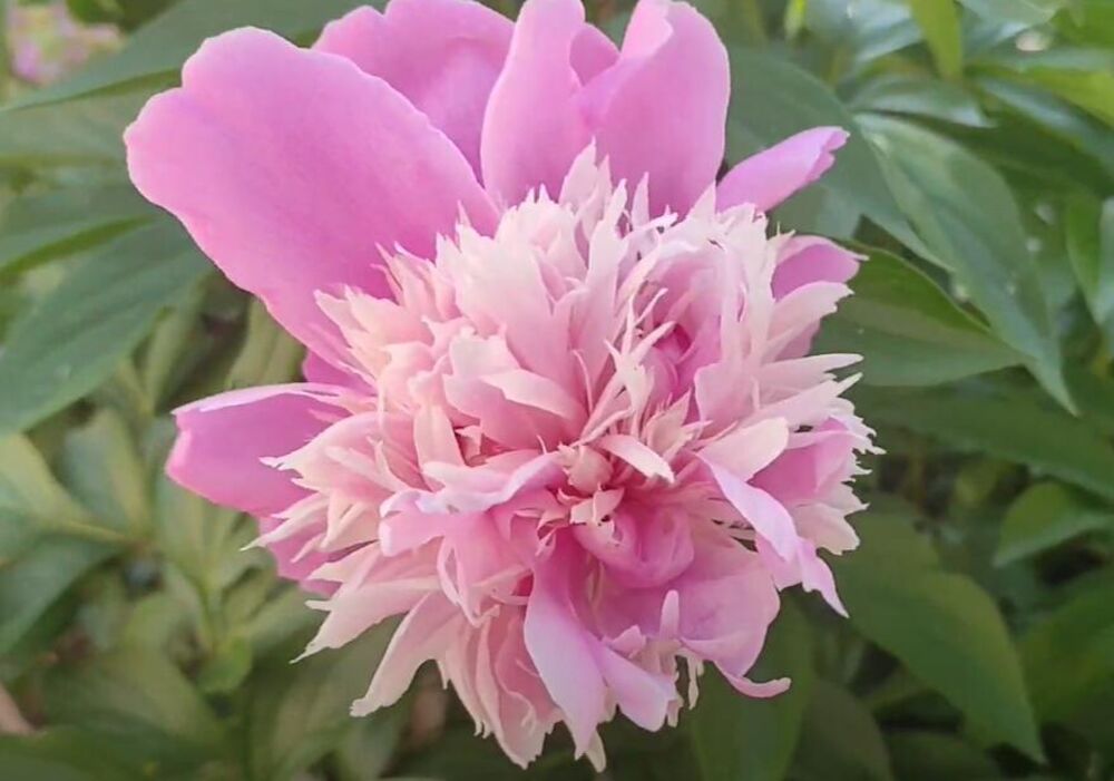 Božur, Cveće, Bašta