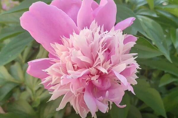 SRBI NE ZNAJU DA JE OVO SIMBOLIKA KOSOVSKOG BOŽURA ZA VIDOVDAN: Nema nikakve veze sa CVETOM, evo od ČEGA VAS ČUVA