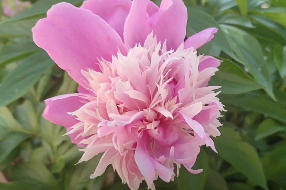 OVO CVEĆE SIMBOLIZUJE UŽASNU STVAR ZA MUŠKARCE: Kada čujete i koju, NIKAD GA NEĆETE POKLONITI ŽENI