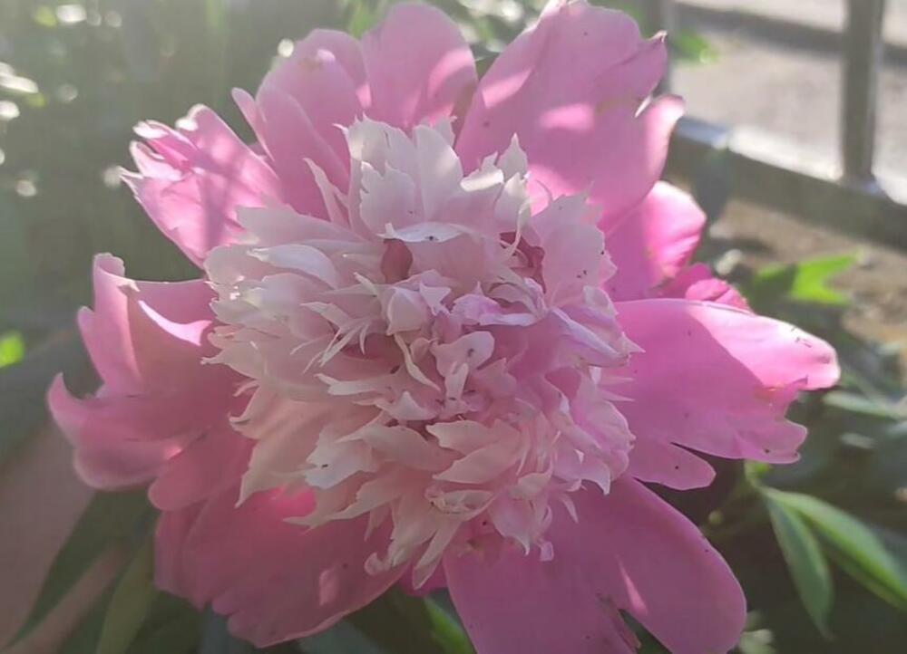 Božur, Cveće, Bašta