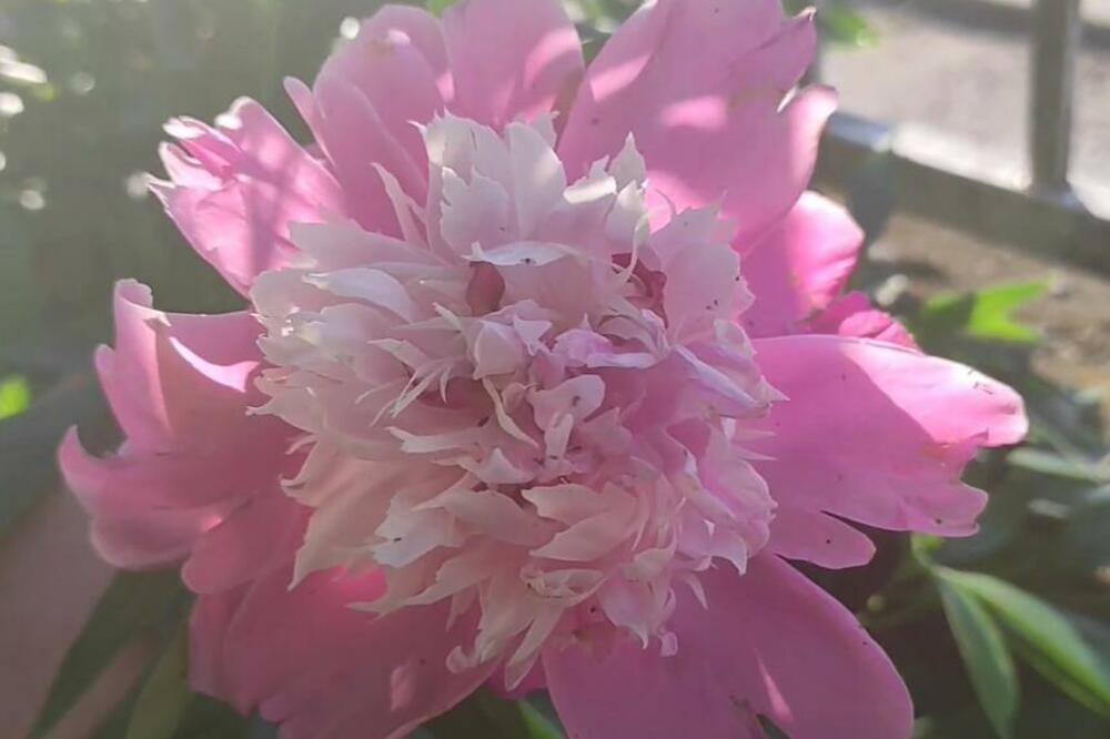 OVA BILJKA SE SADI U SEPTEMBRU: Da bi vam RASLA kao iz VODE, obavezno morate da URADITE 1 STVAR