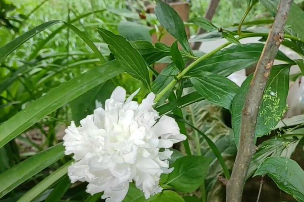 OVAKO ĆE VAM BOŽUR CVETATI I MIRISATI 100 GODINA: Važno je samo OVO, odmah to URADITE NA TERASI