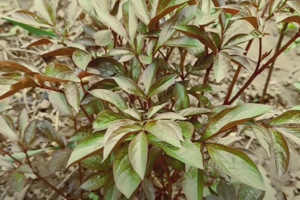 AKO UBERETE I PRODATE OVU BILJKU OTIĆI ĆETE U ZATVOR I PLATITI 150000 DINARA: Zbog nje će POLICIJA KUCATI NA VRATA