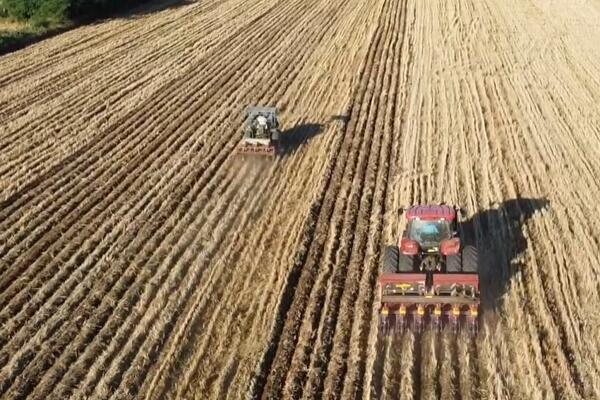 U Kini se uskoro završava letnja setva žitarice (VIDEO)