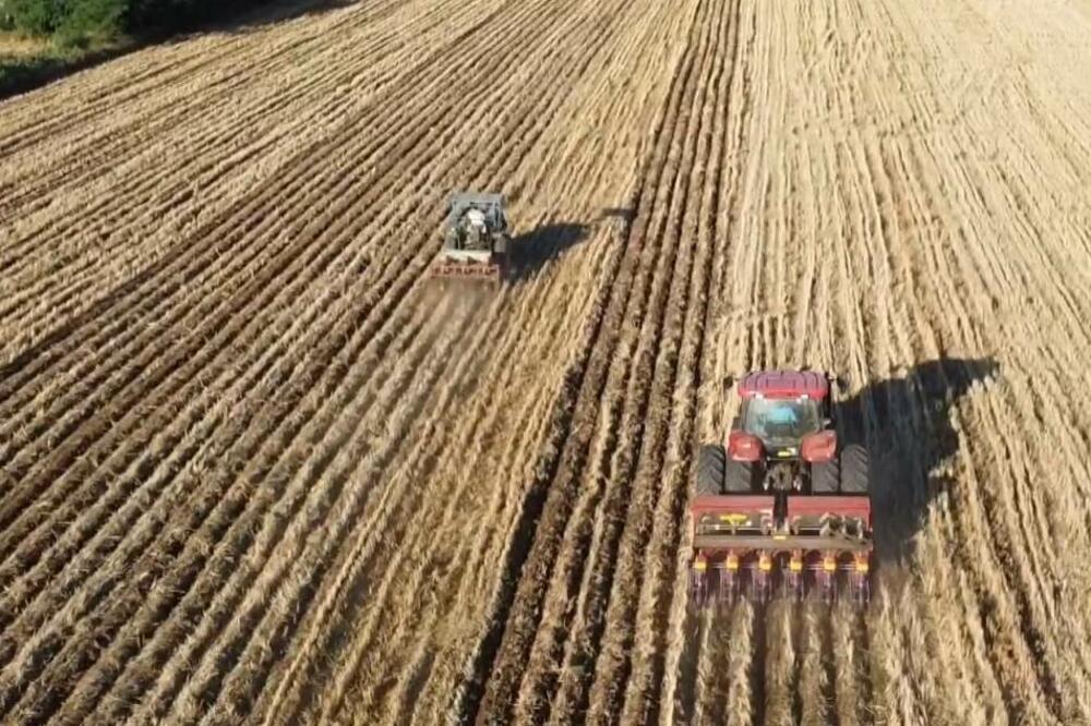 U Kini se uskoro završava letnja setva žitarice (VIDEO)