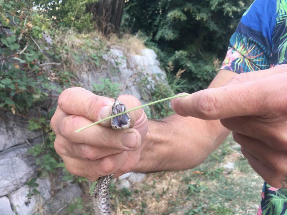 Arsenije Hadži Basur