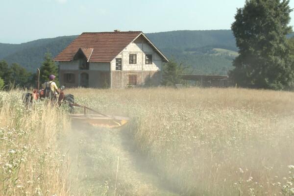 FOTOGRAFIJA IZ KUPINOVA NAPRAVILA PRAVU POMETNJU MEĐU SRBIMA: Da li vi znate kako se OVO ZOVE? (FOTO)