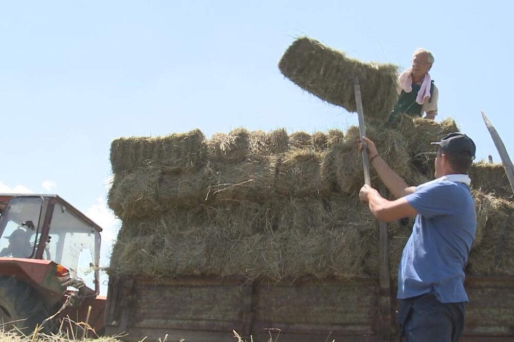 "NEMAMO MI VREMENA DA SE MAŽEMO KREMAMA PROTIV UV ZRAČENJA": Srpski seljaci na njivama od jutra do sutra (FOTO)