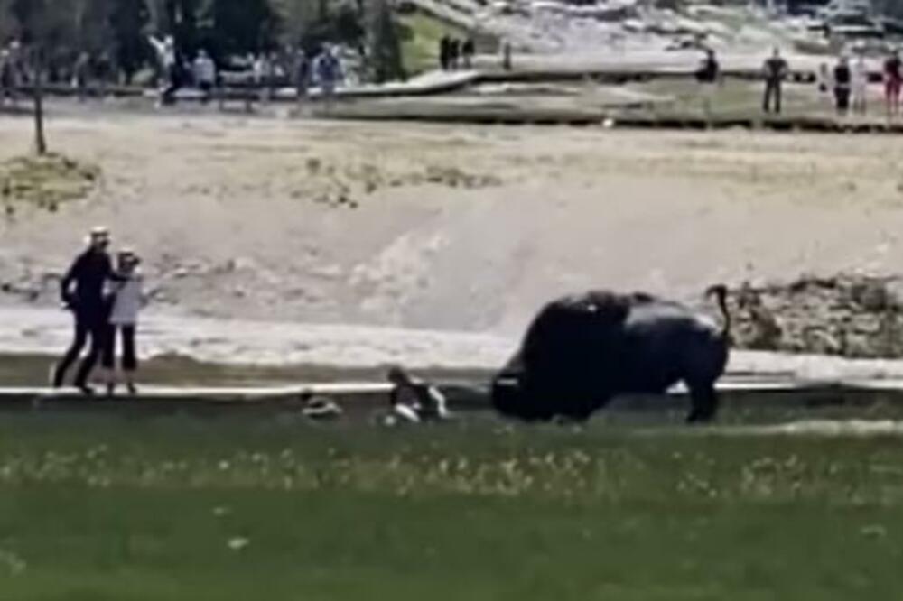 ZVER GA PROBOLA PRED PORODICOM! Snimljena STRAVIČNA scena, NIJE SMEO TO DA URADI (UZNEMIRUJUĆE)