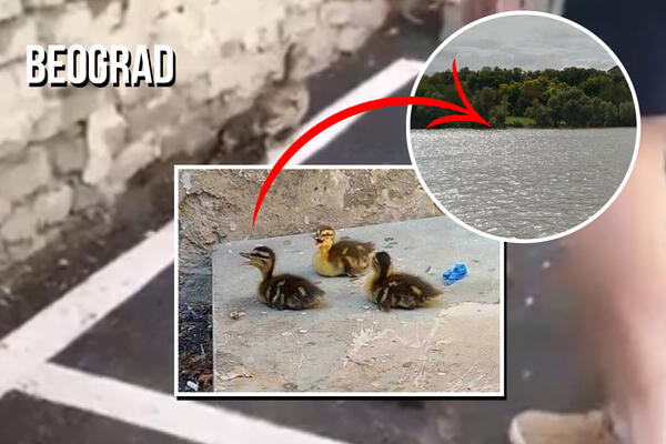 SNIMAK SPASAVANJA U BEOGRADU RAZNEŽIO SVE! Dobri ljudi postoje (VIDEO)