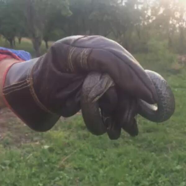 DRŽAO ZMIJU U KUĆI, A ONA GA UHVATILA ZA GUŠU: Ovoliko OGROMNU stvar još niste videli