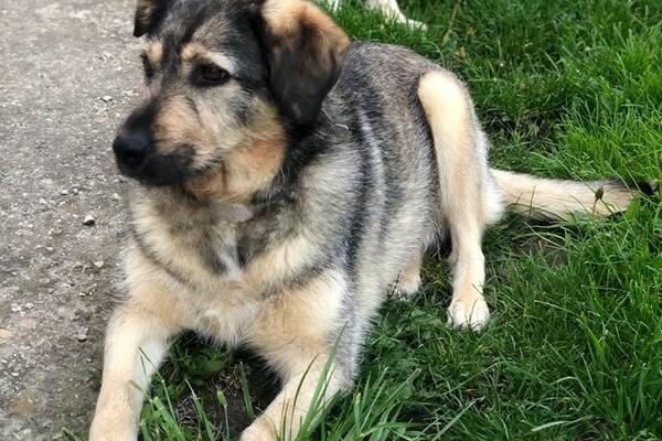 BRUJE MREŽE: Nestala Anjuška! Zabrinuta vlasnica nudi nagradu! (FOTO)