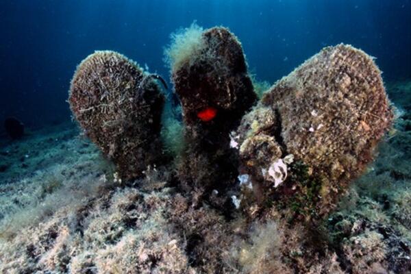 U JADRANSKOM MORU ŽIVI JEDNO STVORENJE KOJE OSTAVLJA BEZ DAHA: Ovo HITNO morate da uradite ako ga sretnete! (FOTO)