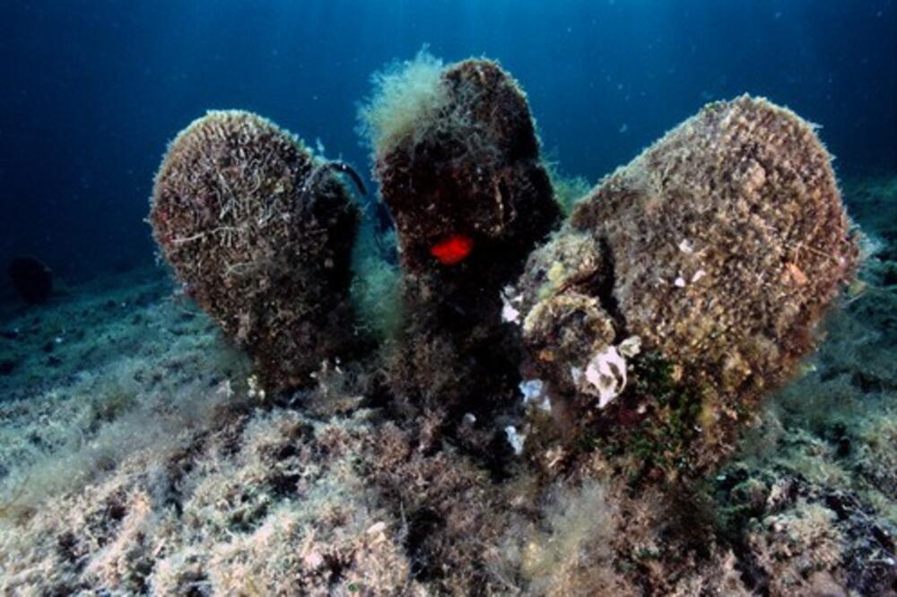 U JADRANSKOM MORU ŽIVI JEDNO STVORENJE KOJE OSTAVLJA BEZ DAHA: Ovo HITNO morate da uradite ako ga sretnete! (FOTO)