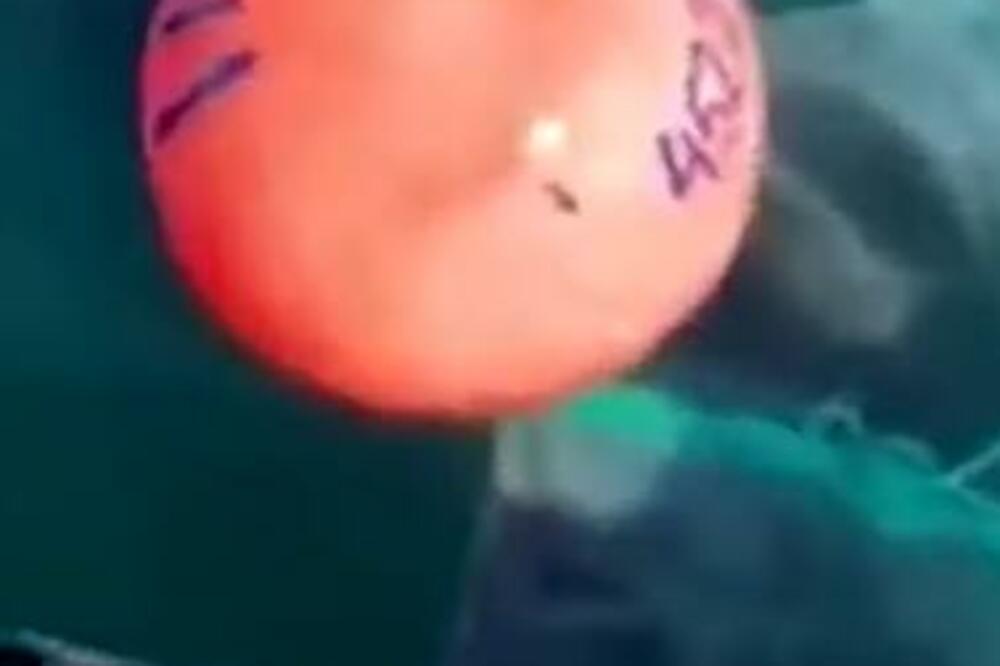 SPASEN KIT U NORVEŠKOM MORU! Upleo se u UŽE, jedva ga IZBAVILI- bio je ISCRPLJEN (VIDEO)