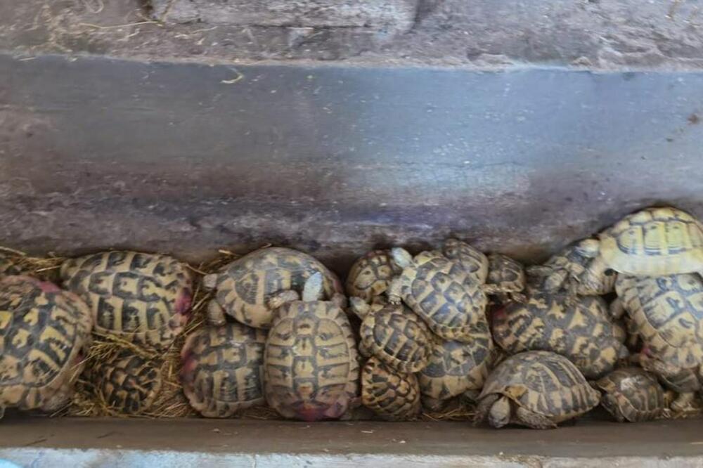 KRIJUMČARILI PREKO GRANICE ZAKONOM ZAŠTIĆENE ŽIVOTINJE: Policija ih uhvatila sa skoro 300 kornjača (FOTO)