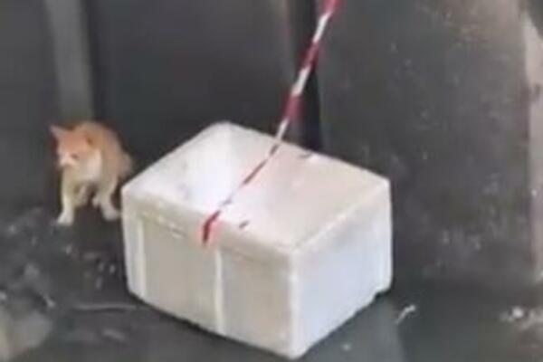 SPASIO JE SIGURNE SMRTI: Kada je ugledao ISPOD MOSTA, odmah je uradio OVO! (VIDEO)