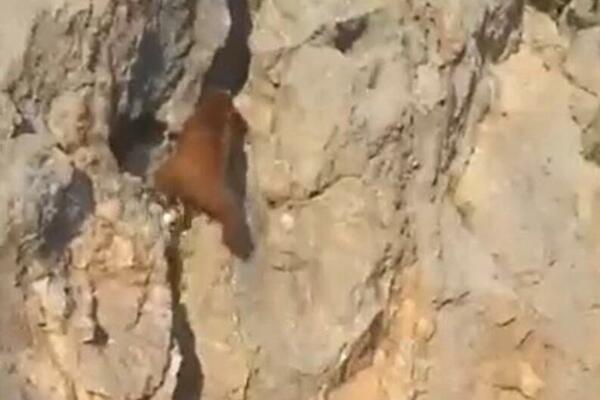 ŠOK SCENA U KANJONU REKE PIVE: Vozači u NEVERICI kada su VIDELI šta se PENJE UZ LITICU (FOTO)