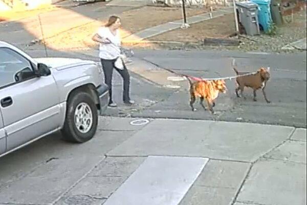 ŽENA ŠETALA DVA PITBULA, A ONDA SE DESIO HOROR: Nije mogla da ih OBUZDA, gledajte na svoju ODGOVORNOST! (VIDEO)