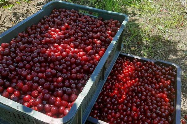 20. juna počinje berba višnje u ovom kraju: Cena otkupa druge klase maksimalno 60 dinara