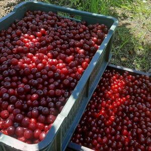20. juna počinje berba više u ovom kraju: Cena otkupa druge glase maksimalno 60 dinara