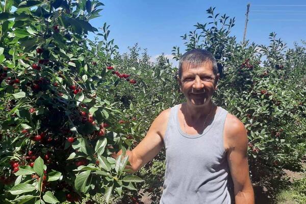 ROD I KVALITET ODLIČNI, ALI SAMO "ŠUMADINKA" ODE ZA INOSTRANSTVO: Šta se dešava sa ovom voćkom? (FOTO)