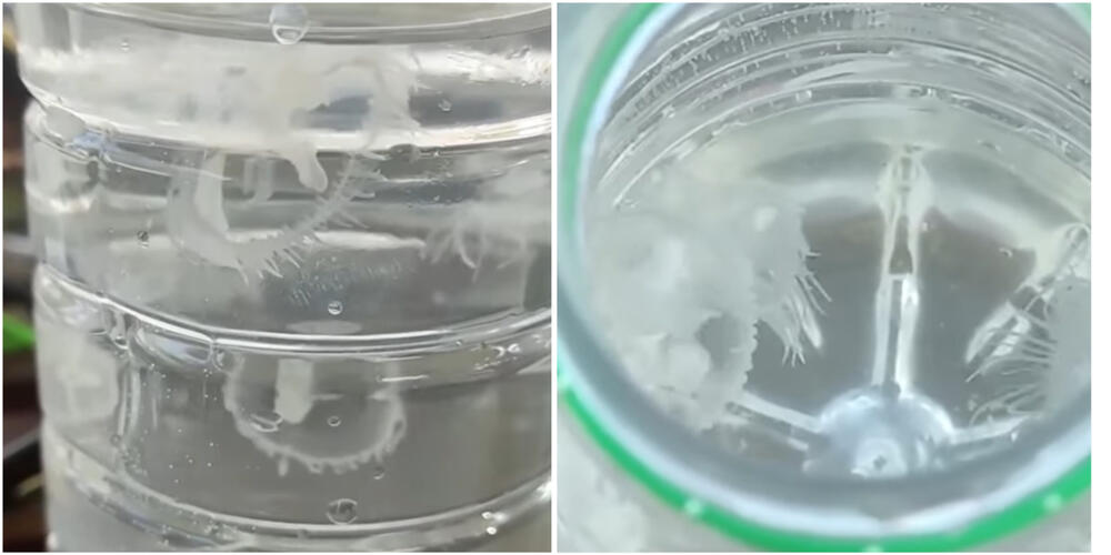 Meduze, Ada Ciganlija, Slatkovodne meduze