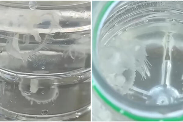 NISTE NI SVESNI ŠTA SVE PLIVA PO ADI CIGANLIJI OSIM MEDUZA: Radi se o PRAVIM NEMANIMA, NIJE SVEJEDNO! (VIDEO)