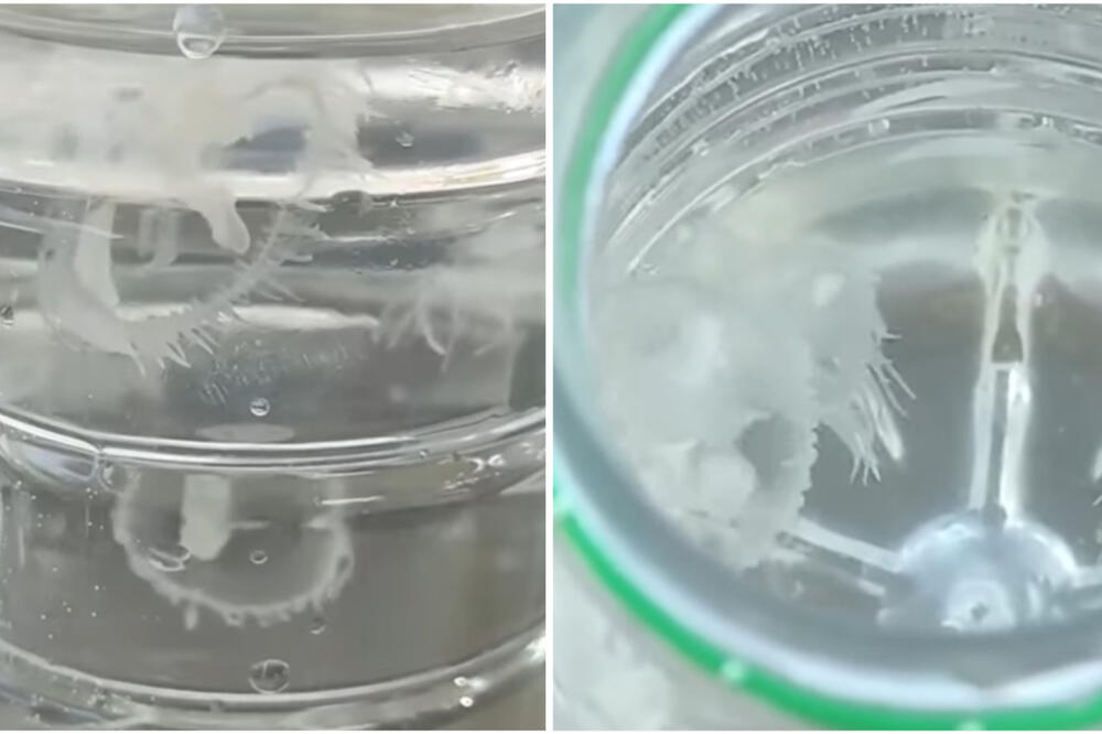 ONO ŠTO SU KUPAČI UHVATILI NA POPULARNOM BEOGRADSKOM KUPALIŠTU DIŽE KOSU NA GLAVI! Pogledajte ih izbliza (VIDEO)