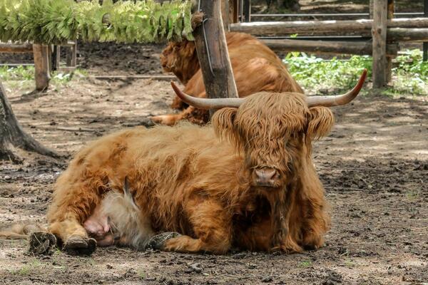 Ovaj bik prodat je za 143.000 evra! Kupac oduševljen, evo zašto toliko vredi!