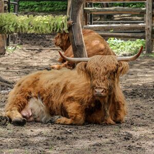 Ovaj bik prodat je za 143.000 evra! Kupac oduševljen, evo zašto toliko vredi!