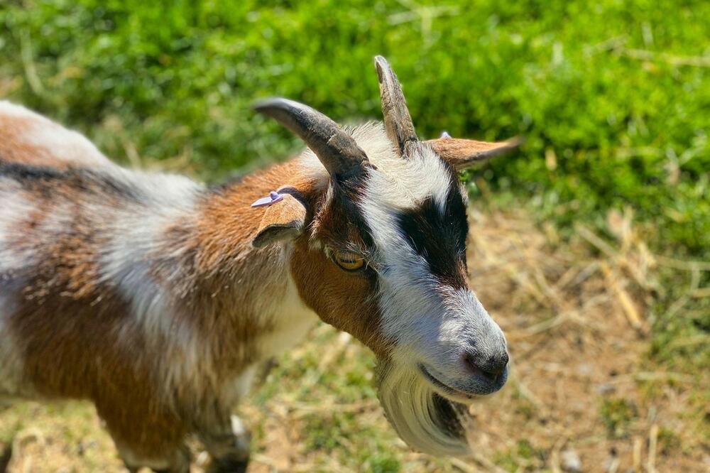 JEZIVO DA JEZIVIJE NE MOŽE: DIREKTOR ZOO VRTA UBIO, skuvao i poslužio 4 patuljaste koze!