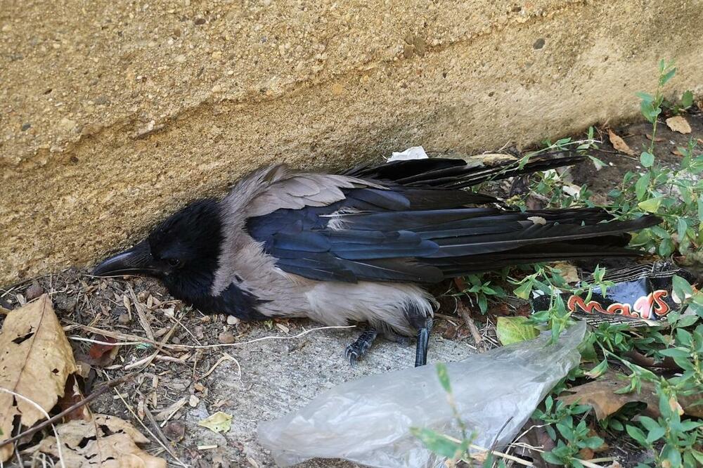 Masovno trovanje ptica u Srbiji: Šta se ovo dešava?