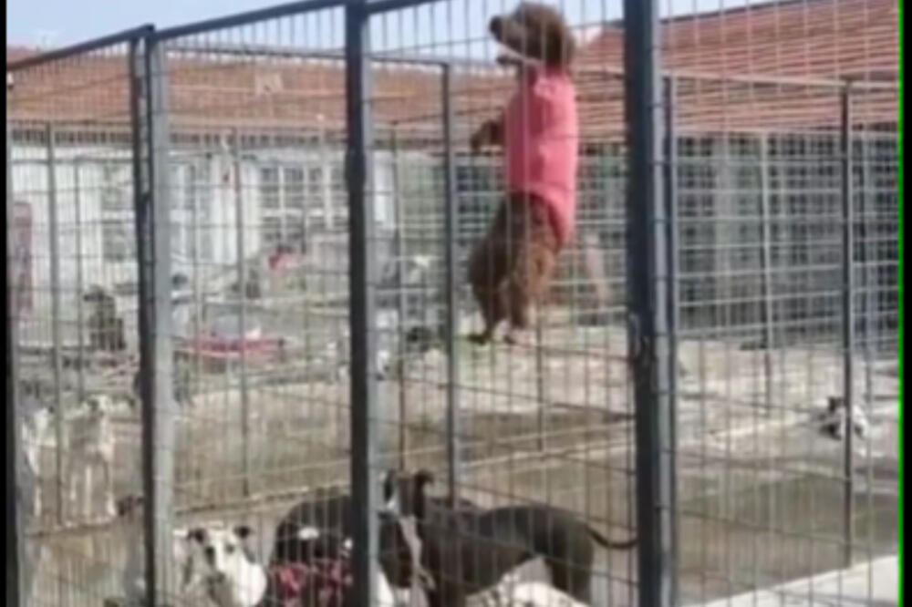 ZBOG OVOG ŠTO RADE PSI, MISLIĆETE DA STE MORTUS PIJANI: Nećete znati da li da se smejete ili plačete (VIDEO)