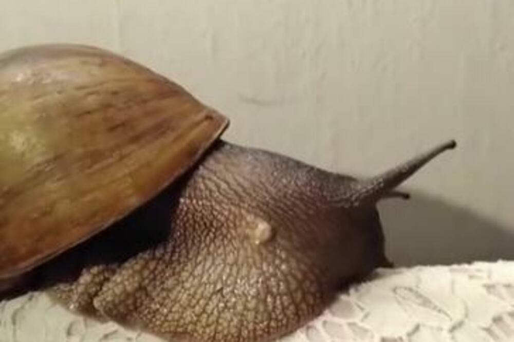 Puževi se više nikad neće ni približiti vašem domu: Zauvek ih oterajte pomoću samo jedne stvari