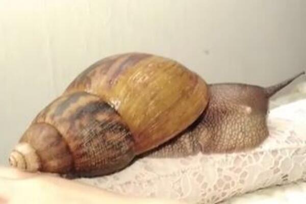 ZEMLJA U KARANTINU ZBOG DŽINOVSKIH PUŽEVA: Nije KOVID ali ima mesta za PANIKU, vlasti propisale OVE mere! (VIDEO)