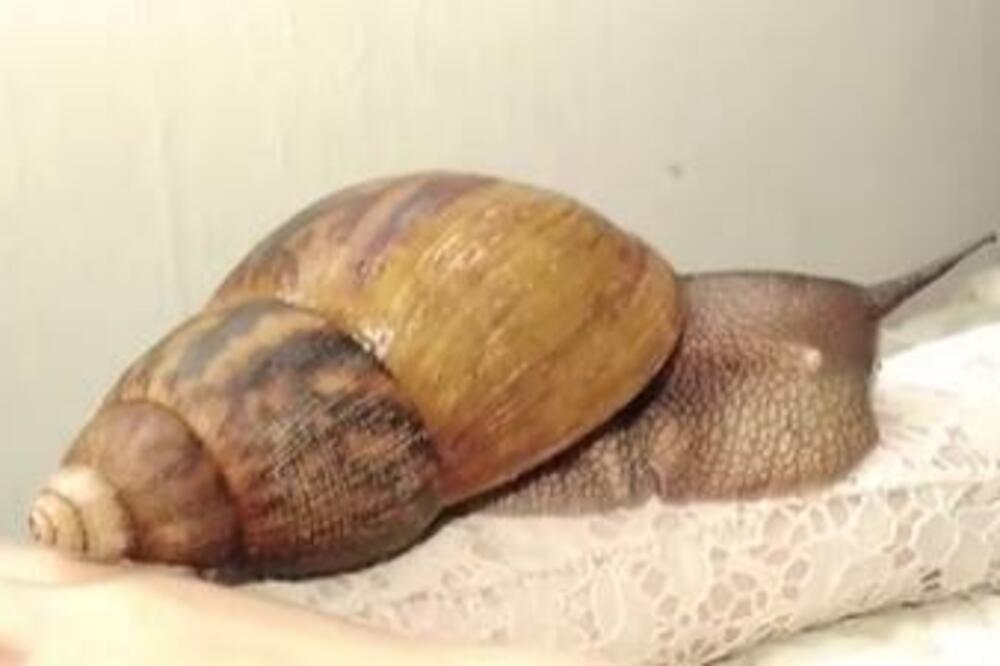 ZEMLJA U KARANTINU ZBOG DŽINOVSKIH PUŽEVA: Nije KOVID ali ima mesta za PANIKU, vlasti propisale OVE mere! (VIDEO)