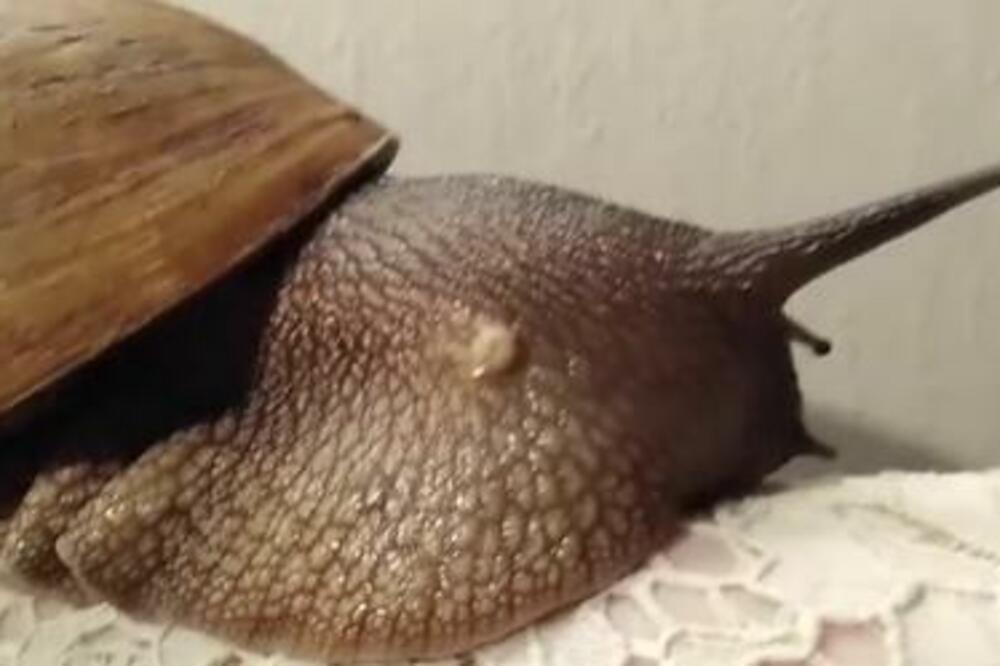 Domaći rastvor tera puževe iz vašeg dvorišta samo tako: Sastojke već sigurno imate, a košta manje od 100 dinara