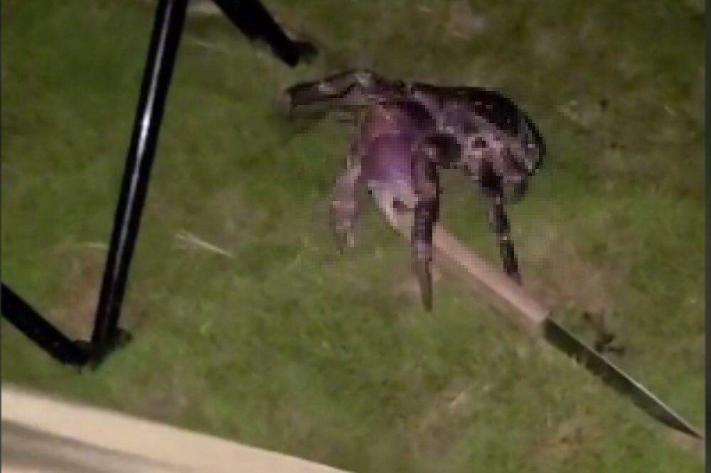 UGLEDAO JE JEZIVO STVORENJE, IMALO JE I RUKE I NOGE: Zastrašilo je sve LJUDE (VIDEO)