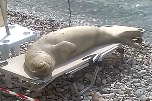 ISPRUŽILA SE KOLIKO JE DUGAČKA I ŠIROKA: Foka postala HIT, našla svoje MESTO na omiljenom letovalištu SRBA! (VIDEO)