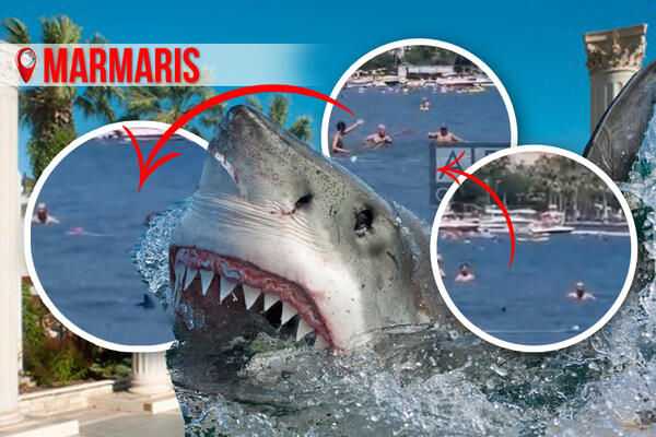 POJAVILA SE NOVA AJKULA U OMILJENOM LETOVALIŠTU SRBA: Plivala u SAMOM PLIĆAKU, ljudi je UDARALI ko SUMANUTI! VIDEO