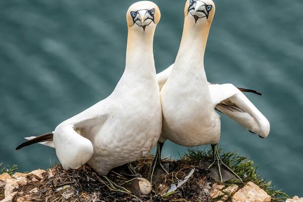 U ŠTA ONI GLEDAJU: Čim su videle fotografa, ove morske grabljivice su počele da POZIRAJU! (FOTO)