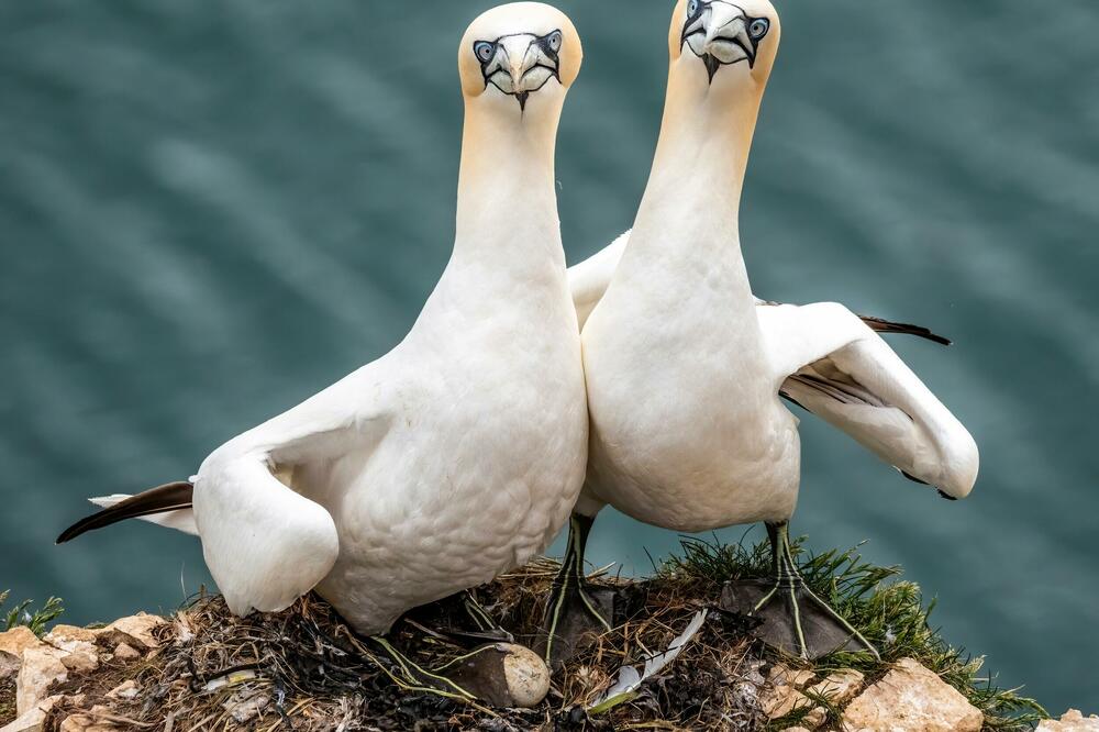 U ŠTA ONI GLEDAJU: Čim su videle fotografa, ove morske grabljivice su počele da POZIRAJU! (FOTO)