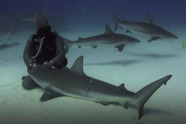 STUDENT IZ ČAČKA STRADAO U BUDVI 1955. GODINE: Jedina žrtva ajkule u Jugoslaviji!