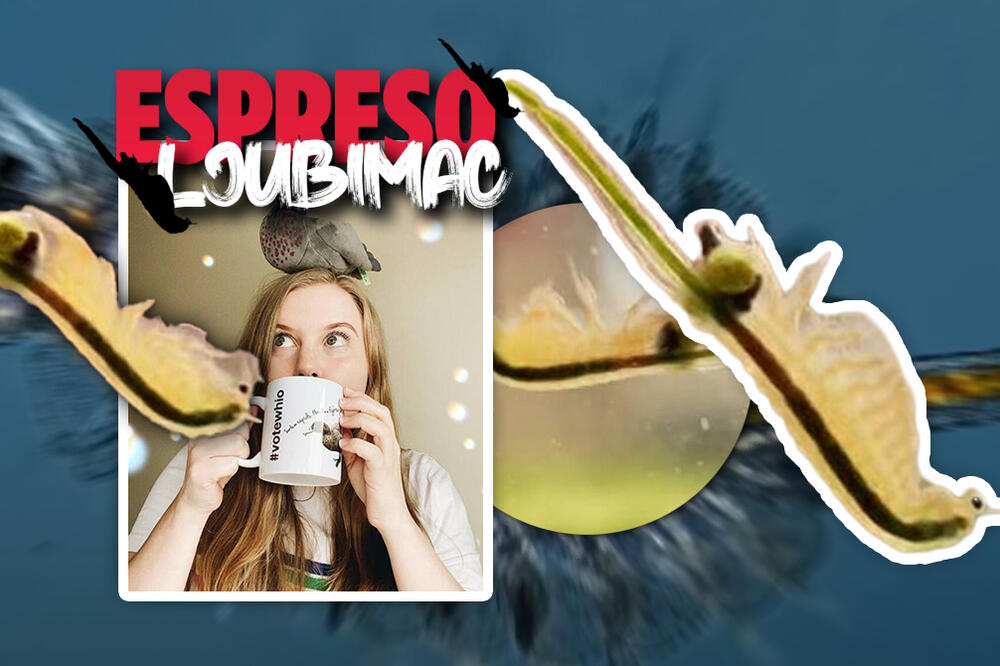 DA LI SU OVO NAJMANJI LJUBIMCI NA SVETU? Morski majmuni će vas FASCINIRATI, njihova PRIČA je prepuna RADOSTI!