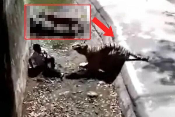 HOROR U ZOO VRTU: Mladić (20) upao u kavez sa TIGROM, krvoločna ZVER MU PRESUDILA - JEZIVO! (UZNEMIRUJUĆ VIDEO)
